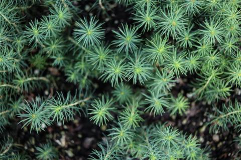 spruce seedlings viewed from above