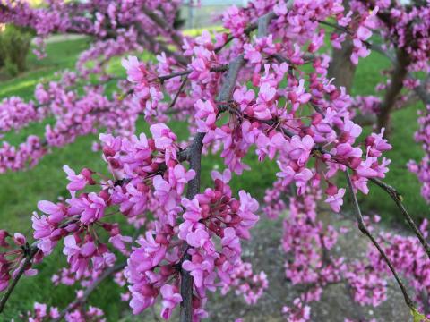 Natural birch branches  Oregon Coastal Flowers