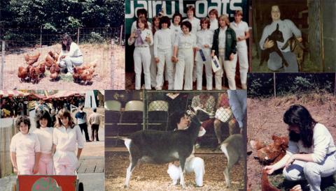 A collage of photos showing a young woman participating in various 4-H activities, including feeding chickens and showing goats.