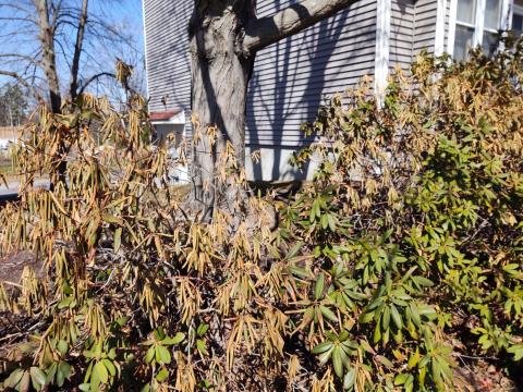 rhododendron winter damage