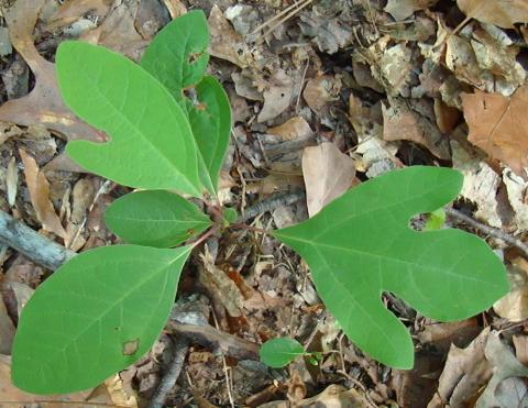 Sassafrass leaves