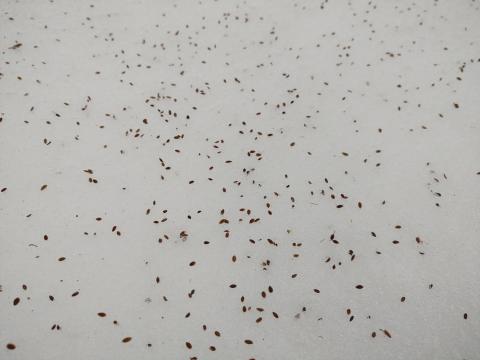 Seeds on Snow