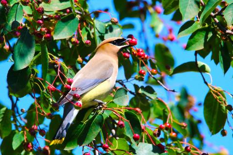 Cedar Waxwing eating Serviceberry