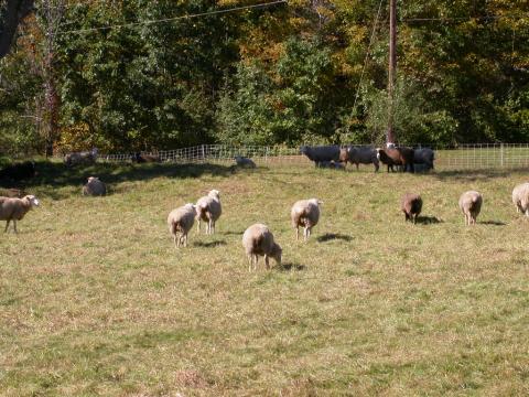 Sheep grazing in a dry pasture