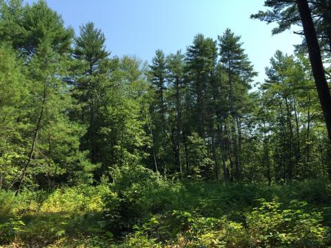 gap shelterwood with shade to suppress fast-growing species