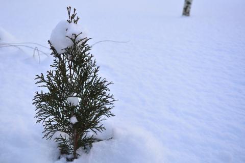 evergreen trees in winter