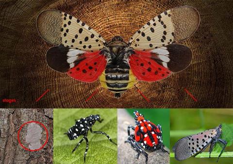 Spotted Lanternfly