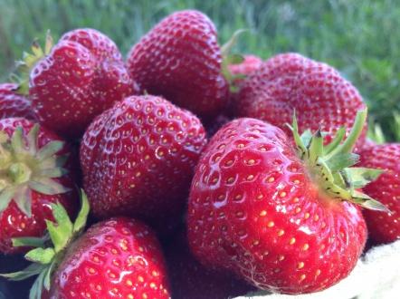 Orchard Fruits and Berries / Strawberry Fabric