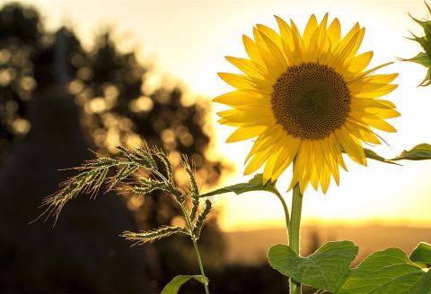 sunflower