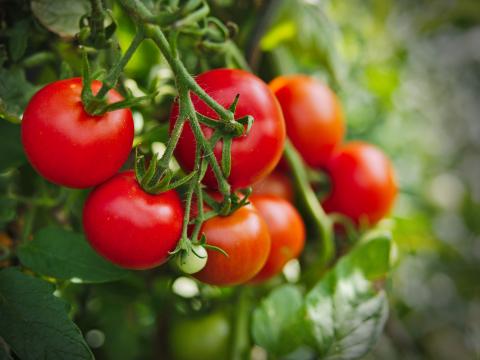 Growing Tomatoes in Pots