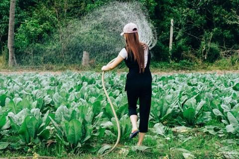 woman watering field greens