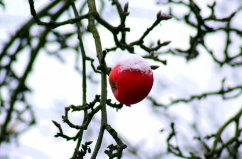 apple tree