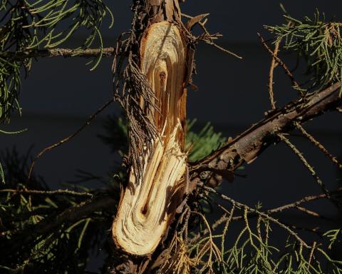 Broken branches like the one on this juniper should be pruned using sharp, clean, pruning tools