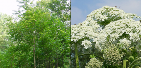 invasive plants tree of heaven and giant hogweed