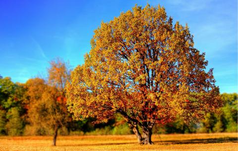 4 Ways You Can Care for Trees | Extension