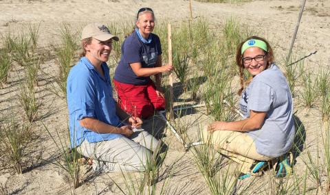 Three volunteers plant sea grass in a sand dune on a N.H. beach.