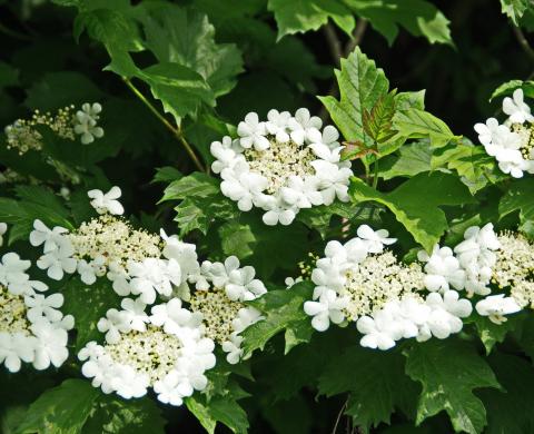 viburnum