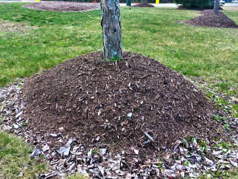 Tree trunk with too much mulch