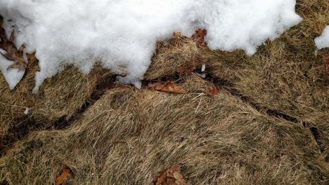 Vole Tunnel