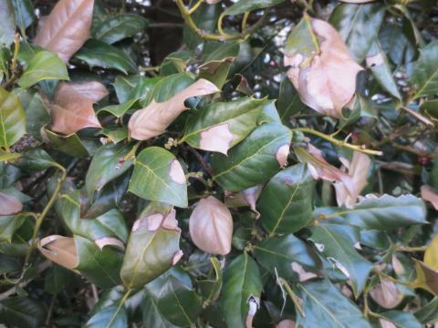 winter burn on holly