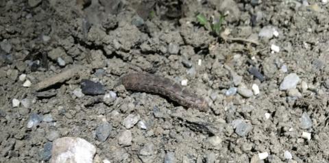 Nighttime observation of winter cutworm