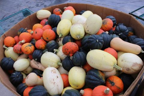 A box with a variety of winter squash