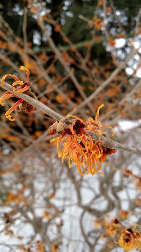 Witch-hazel (Hamamelis virginiana) – Wild Seed Project