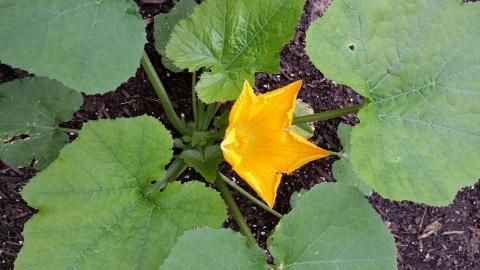 Zucchini plant with male flower