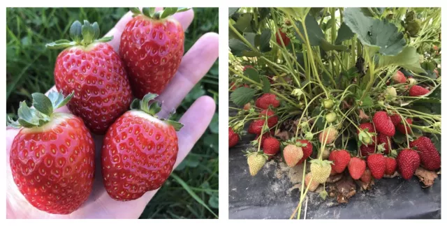 Growing fruits: Day-neutral strawberries in New Hampshire: Variety  selection & production tips | Extension