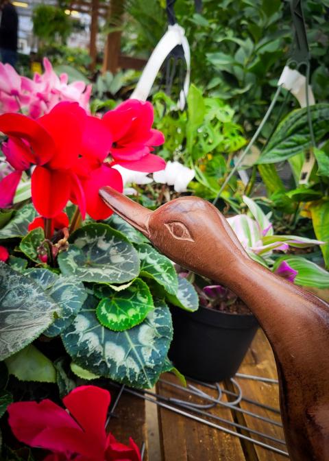 wooden duck smelling a begonia