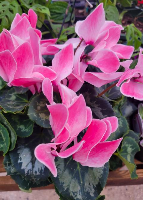 pink begonia