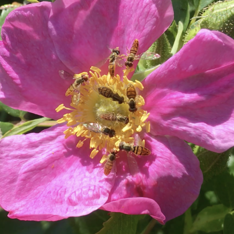 close up of bees on a flower in the garden