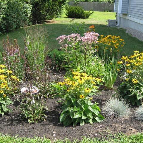 flower garden 