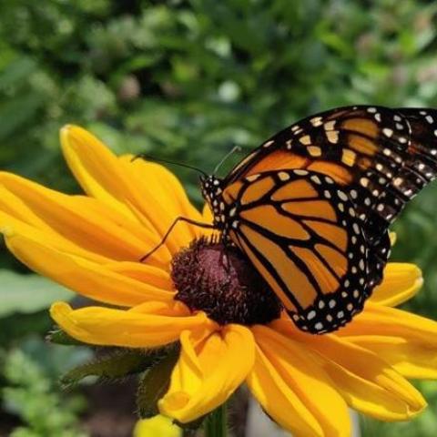 Butterfly on Flower
