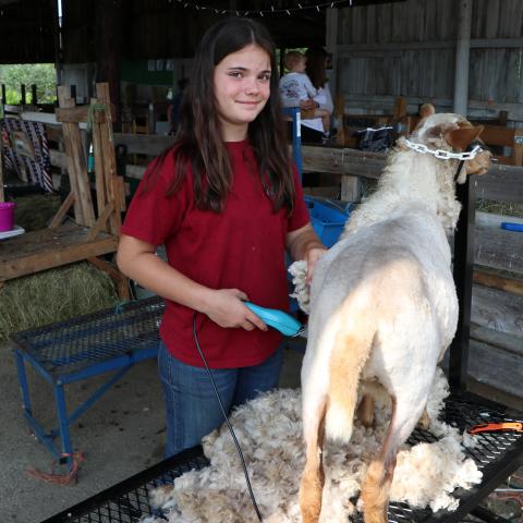 4-H member with her sheep