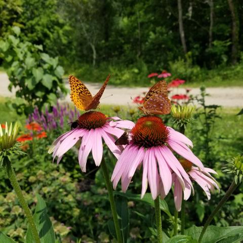 Spangled fritilary butterflies sit on flowers
