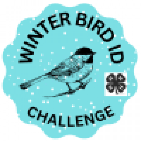 Winter Bird Challenge Logo