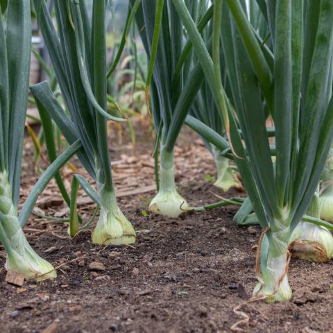 Rows of onions in soil