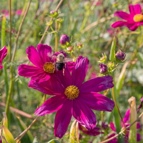 Pink flowers in field with bee