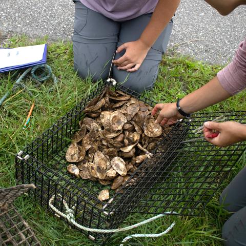 People counting oysters in basket