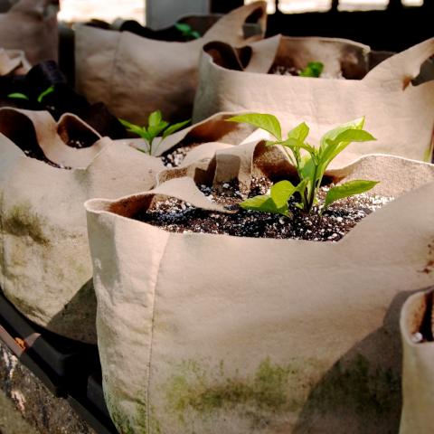 Seeds growing in soil in bags