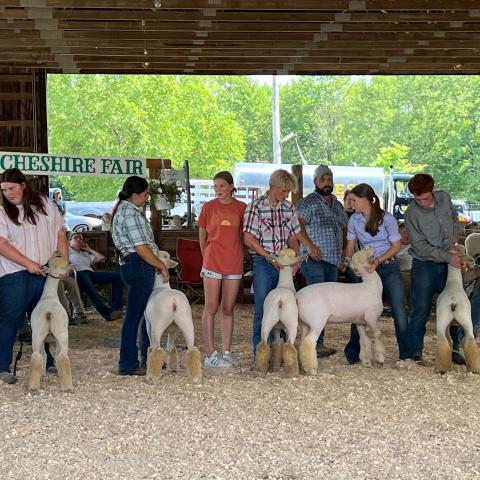 Members showing sheep at the fair