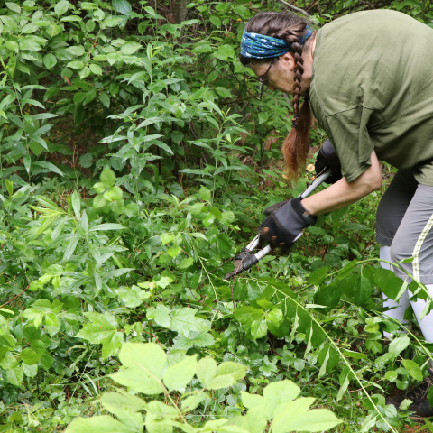 Person lopping bushes