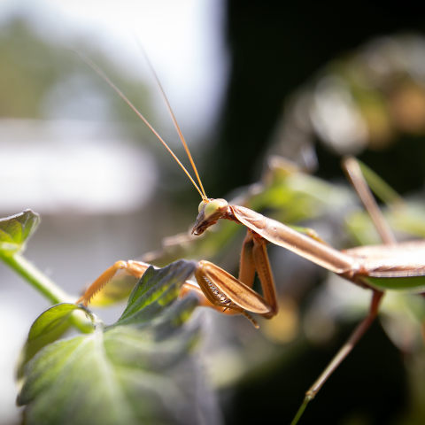 Praying mantis