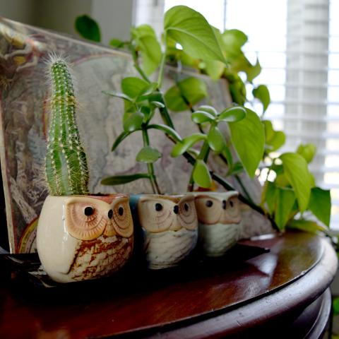 a cactus and other houseplants with three owl planters
