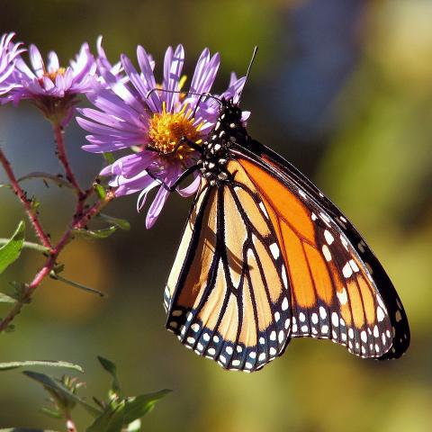 Butterfly on a flower