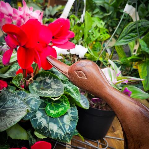 wooden duck smelling a begonia