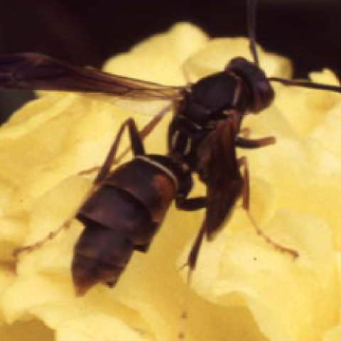 wasp