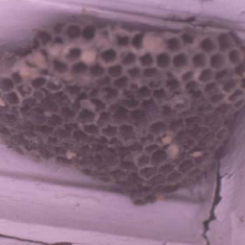wasps nests 