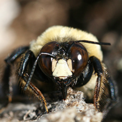 Carpenter bee
